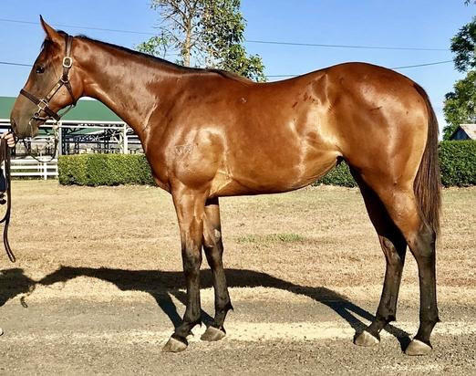 So You Think X Our Duchess Filly