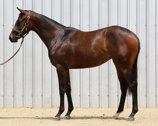 Spirit Of Boom X Suite Lioness Filly