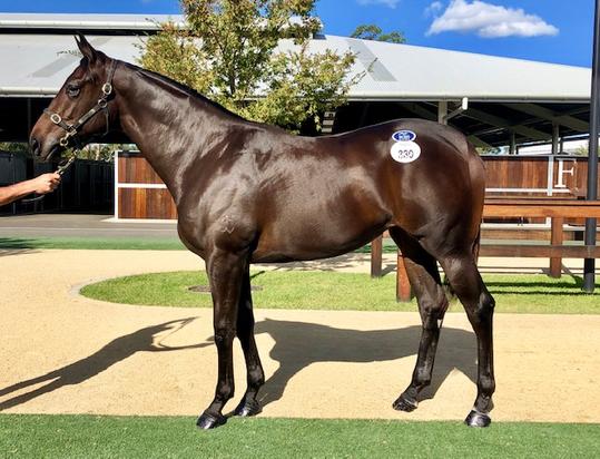 Pride Of Dubai X Walkway Filly
