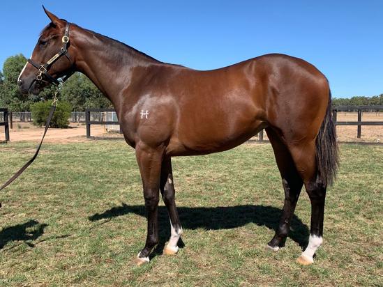 Headwater X Serious Rock Filly
