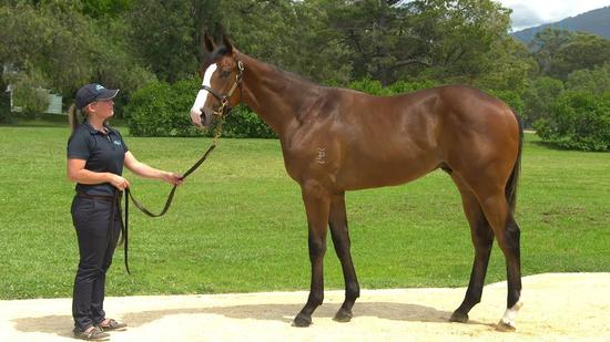 Smart Missile X Golden Edict Gelding