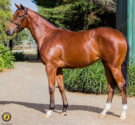 Exosphere X Kallisto Filly