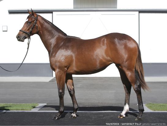 Tavistock X Satisfact Filly
