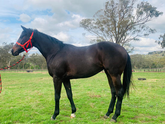 Skilled X Moorunda Miss Filly