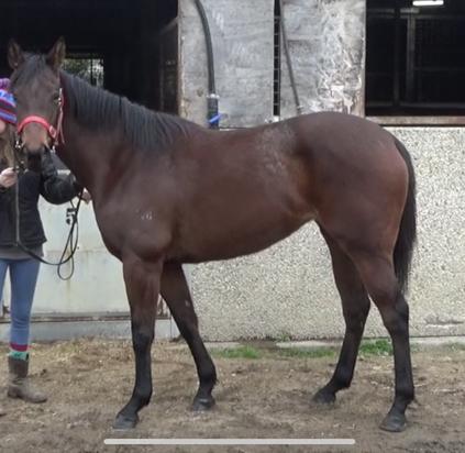 Von Costa De Hero X Littledoubtaboutit Filly