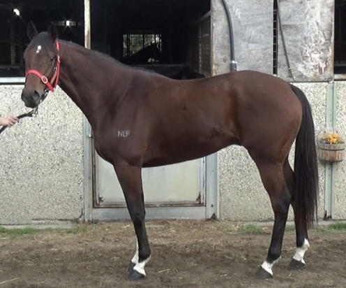 Nostradamus X Star Topaze Colt
