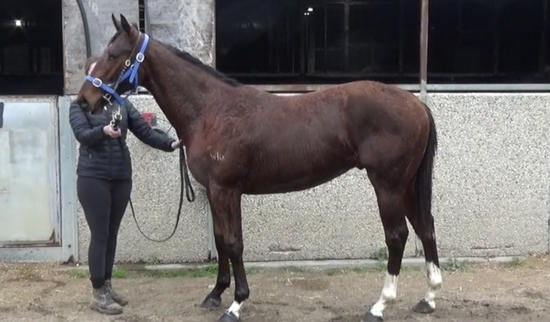 Nostradamus X Seasa Plenty Colt