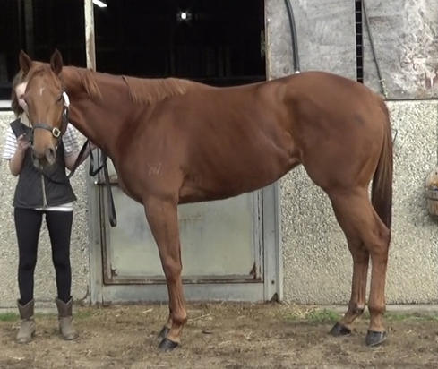 Whittington X Tabali Filly