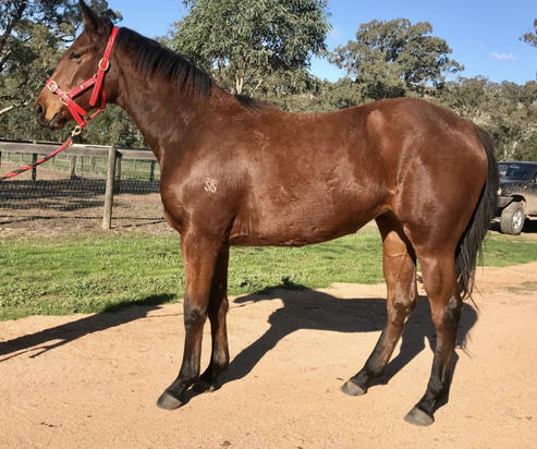 Bon Hoffa X Fairy Bow Filly