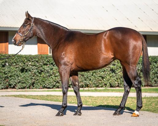 Nicconi X Piccadilly Filly