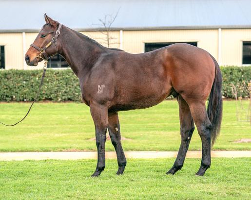 Super One X Dareel Colt