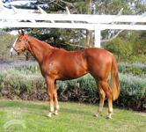 SNITZEL FILLY - ONCE IN A LIFETIME OPPORTUNITY