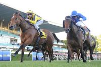 STABLE NEWS