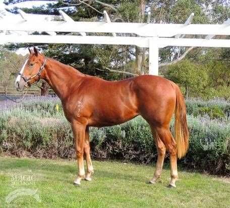 Snitzel X Rough Chance