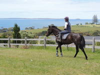TEDDY EYES OFF THE PAKENHAM CUP