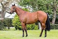 SPEED AND MORE SPEED - EXCITING SEPOY COLT ARRIVES