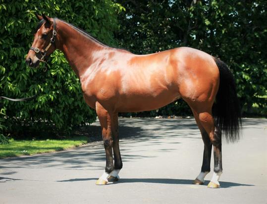 Royal Zephyr