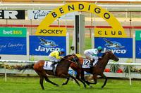 TARCOOLA SPIRIT LOOKS SMART