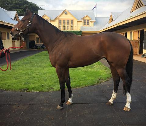 Miss Toorak Flyer