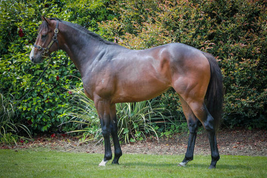 Tavistock X Ritzy Lady