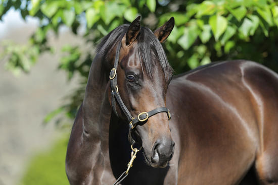 Pure Champion X Miss Bluebell