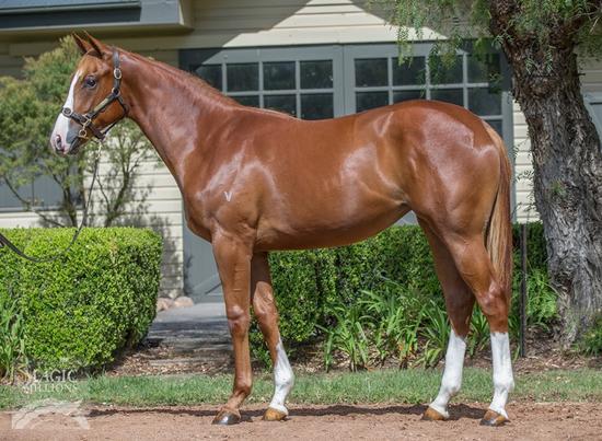 More Than Ready X Lasoron Filly