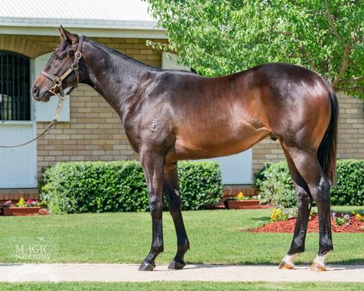 Artie Schiller X Schiaparelli Colt