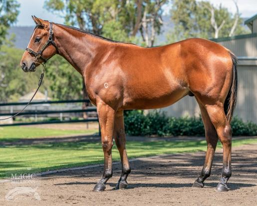 Pride Of Dubai X Mooshakissa Colt
