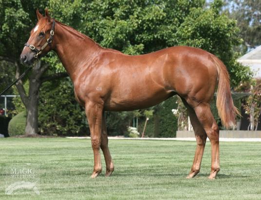 Nostradamus X Sixty Below Filly