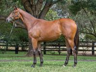 Lot 361 Olympic Glory x Distant and lovely Yearling Filly Secured At Inglis Classic Sales 2018