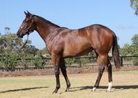 Lot 304 Holy Roman Emperor x Cannolina Yearling Secured at Inglis Classic Sales 2018