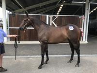 Headwater x Real Pleasure Filly Joins the Team