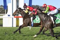 Tenorino Secures Another Win on Home Turf at Kembla Grange