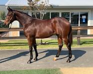 Smart Missile x Leelinchin Yearling Colt Available