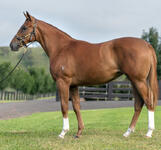 Star Turn x Ruling Queen yearling filly