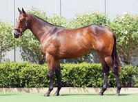 AVAILABLE - LOT 714 - INGLIS CLASSIC SALE - 2022 SUPER ONE x ROSARINO - Bay Filly