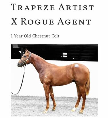 Un-named (Trapeze Artist - Rogue Agent)
