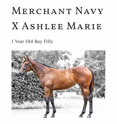 Un-named (Merchant Navy - Ashlee Marie)