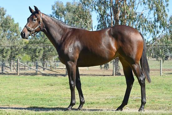 Turffontein Romalpa 2015 F