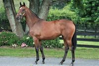 Karaka Sales update