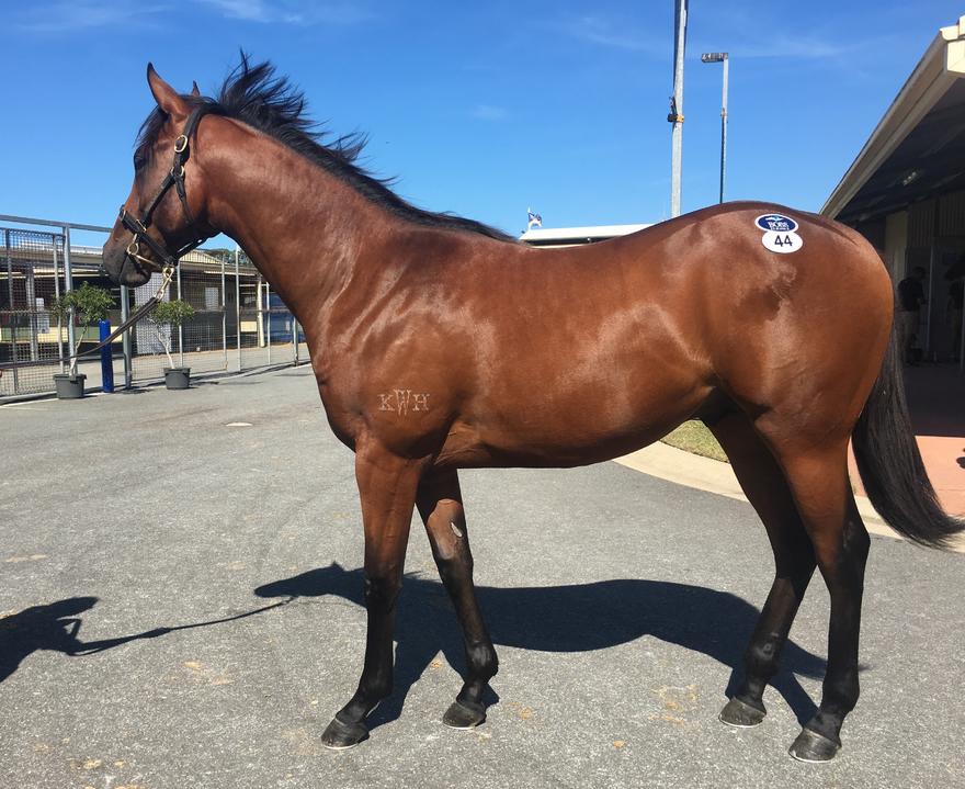 Today's Magic Millions buys
