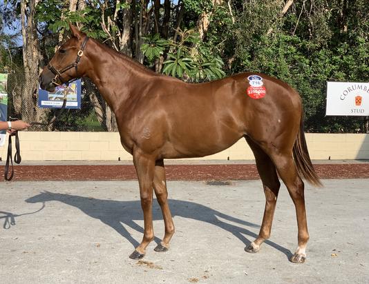 Capitalist X Sagaronne Filly