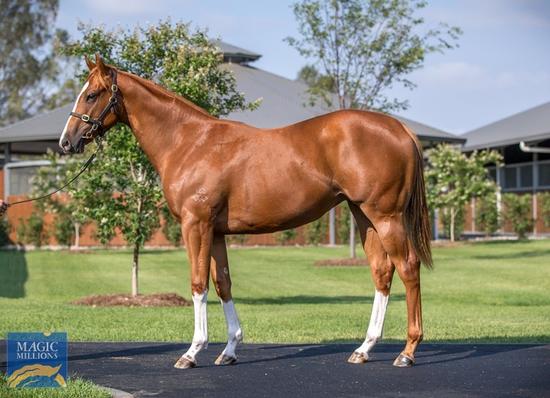 Maurice X Lustrous Filly