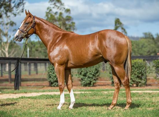 Super One X Tariks Colt