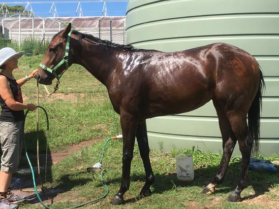 LEASE - Direct Charge Filly