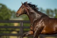 Sire Spotlight - FLYING ARTIE