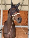 Any Wish makes easy work of Bathurst