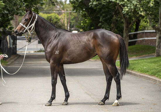 Super One X Bella Elegante Filly