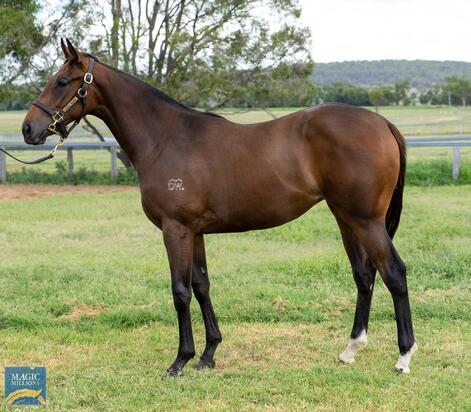 Spirit Of Boom X Supriym Story Filly