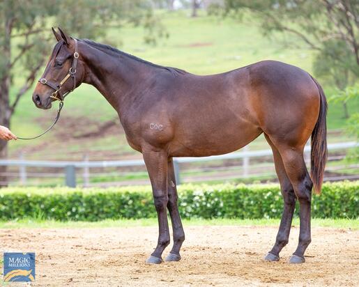 Epaulette X Epsilon Filly